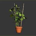 Healthy Green Potted Plant With Lush Leaves And Wooden Support In Orange Pot