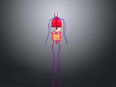 Human Internal Organs 3D Anatomical Model With Lungs Digestive System And Vascular Network 3d model