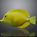 Bright Yellow Fish With Red Eyes And Yellow Fins On Dark Background With Reflection