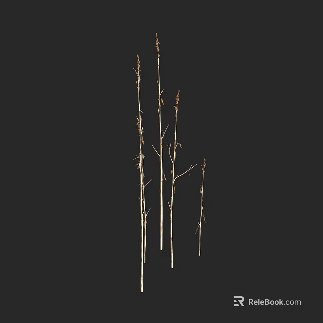 Natural Tall Slender Light Colored Plant Stems Standing Against Black Background 3d model 