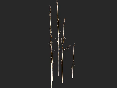 Natural Tall Slender Light Colored Plant Stems Standing Against Black Background 3d model