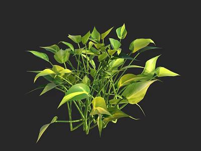 Lush Green Plant With Yellow Variegated Leaves And Dense Foliage 3d model