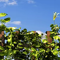 Lush Green Vines Growing On Wooden Fence With White Flowers And Blue Sky