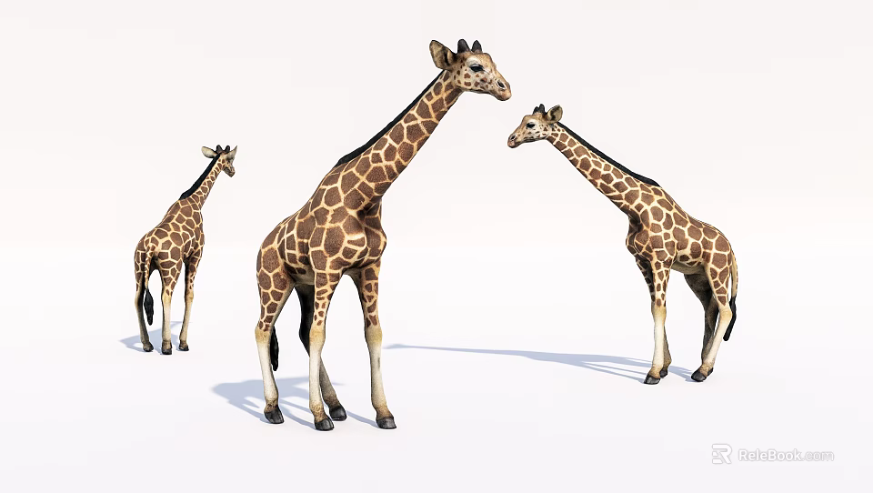 Three Giraffes With Brown Spotted Coats Standing On White Background 3d model