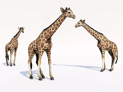 Three Giraffes With Brown Spotted Coats Standing On White Background 3d model