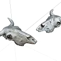 Two Cow Skull Specimens With Intricate Bone Structure Details Displayed 3d model
