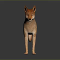 Light Brown Coyote Standing With Erect Ears And Shiny Fur On Dark Surface