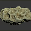 Natural Aquatic Animals Habitat In Intricate Coral Structure With Textured Surface