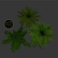 Indoor Green Plants Various Types in White Pots with Stands and Lush Foliage