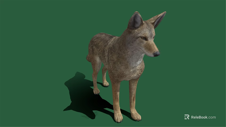 Realistic 3D Model Gray Wolf Standing on Green Background with Shadow 3d model 