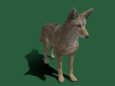 Realistic 3D Model Gray Wolf Standing on Green Background with Shadow 3d model
