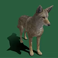 Realistic 3D Model Gray Wolf Standing on Green Background with Shadow