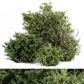 Lush Green Landscaping Shrubs With Diverse Foliage And Healthy Growth