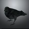 Crow With Teal Iridescent Shiny Feathers Standing On Dark Background 3d model