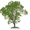 Tall Ornamental Arbor with Lush Green Foliage and Straight Trunk on White Base