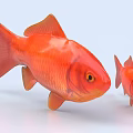 Two Orange Goldfish Large and Small with Vibrant Color and Shiny Scales 3d model