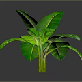Banana Leaf Plant With Large Green Leaves And Green Stems On Dark Background