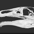 Detailed Reptile Skull Anatomical Structure With Sharp Teeth And Fossil Features