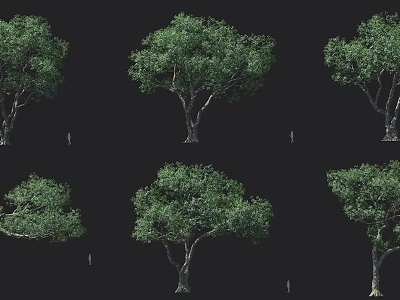 Green Leafy Arbor Trees With Thick Trunks In Various Poses On Black Background 3d model