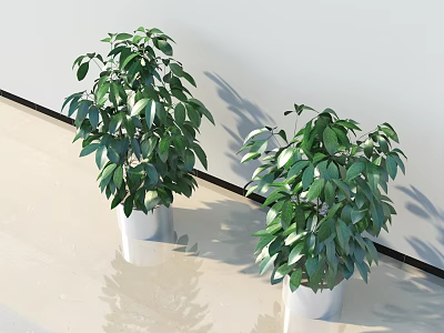 Lush Green Potted Bonsai Plants Indoor With White Pots Shiny Floor And Green Foliage 3d model