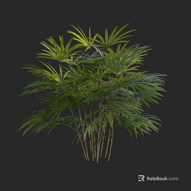 Lush Tropical Tree with Green Palmate Leaves and Multiple Thin Trunks 3d model