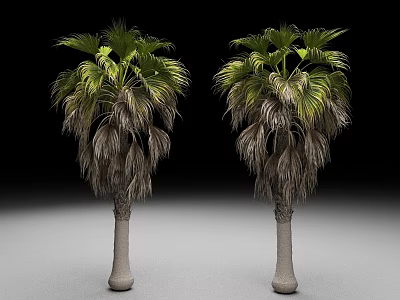 Two Palm Trees With Tall Trunks And Green Brown Fronds On Gray Surface 3d model
