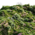 Green Grassland with Lush Plants Purple Small Flowers and Various Herb Species