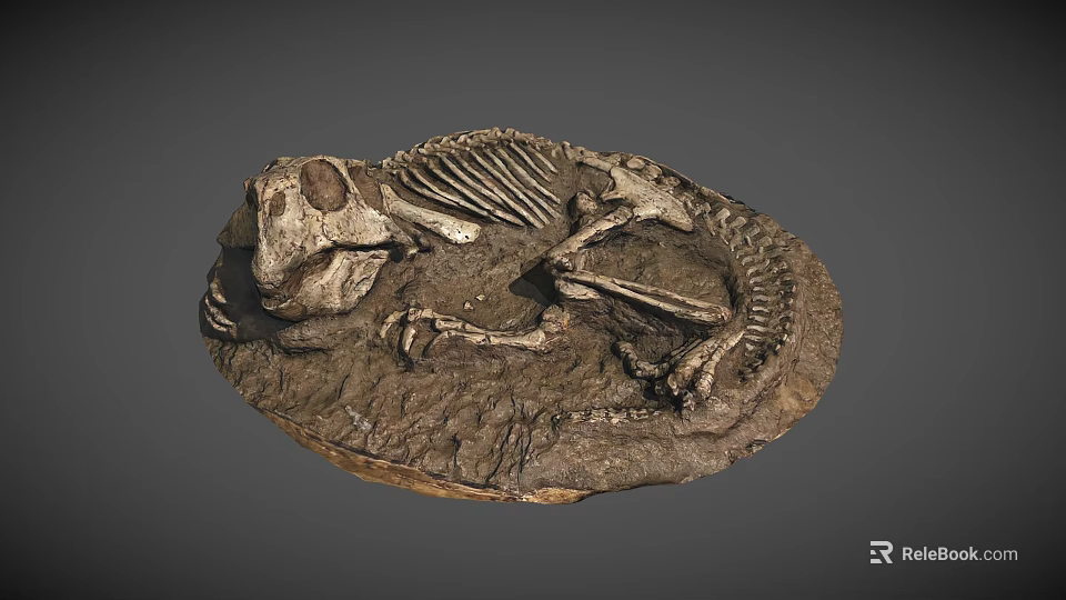 Prehistoric Dinosaur Skeleton Fossil Preserved In Rock Matrix With Complete Remains 3d model 