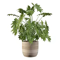 Fresh Lush Green Leafy Decorative Garden Potted Plant In Bamboo Planter For Indoor