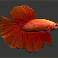 Vibrant Red Betta Fish With Flowing Fins Swimming In Aquarium Tank