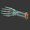 Detailed Medical Device 3D Hand Skeleton And Blood Vessel Anatomical Model
