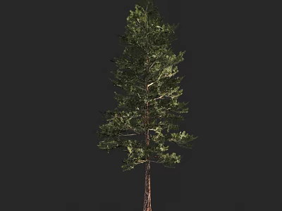 Tall Arbor Tree with Lush Green Leaves and Brown Trunk Isolated on Dark Background 3d model