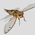 Cicada With Transparent Spotted Wings And Striped Body On Gray Background