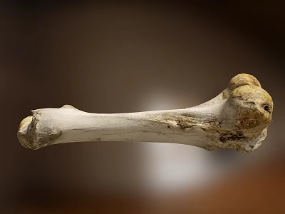 Modern Bone Fossils 3d model Modern Bone Fossils 3d model