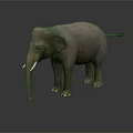 Realistic Gray Elephant with Tusks Standing on Dark Background Showing Smooth Skin Reflection