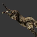 Cheetah 3D Model In Dynamic Running Pose With Detailed Fur Pattern