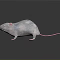 White Rat With Pink Ears And Tail Standing On Black Smooth Surface Showing Fierce Expression