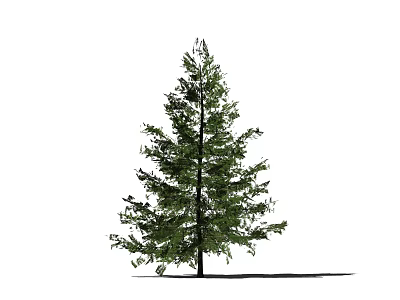 Tall Pine Tree with Green Needles and Upright Trunk Against White Background 3d model