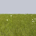 Lush Green Grass Field With White Flowers Blooming In Open Sunlight