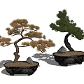 Two Bonsai Trees with Yellow and Green Foliage in Black Pots with Sand and Stones