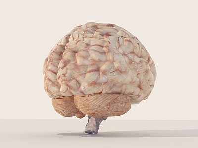 modern human brain human medical specimen model