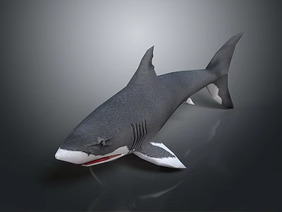 Realistic 3D Shark Model With Gray Body White Underbelly And Fins On Dark Gray Background 3d model