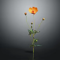 Orange Cosmos Plant with Three Buds Green Stems and Leaves on Dark Background