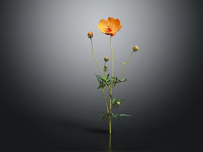 Orange Cosmos Plant with Three Buds Green Stems and Leaves on Dark Background 3d model
