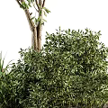 Lush Arbor With Dense Green Foliage And Strong Trunk Surrounded By Shrubs