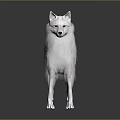 White Fluffy Dog Game Movie Character Standing On Dark Background With Reflection 3d model