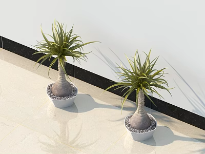 Indoor Bonsai Potted Plants With Green Leafy Foliage And Decorative White Pots 3d model