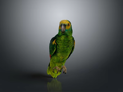 Colorful Parrot With Green Feathers Yellow Head Red Wings Standing On Smooth Surface Gray Background 3d model