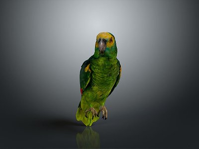 parrot xuanfeng parrot budgerigar monk parrot little sun parrot peony parrot senegal parrot model