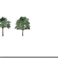 Tall Palm Trees With Lush Green Fronds And Straight Trunks On White Background